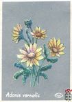 Adonis vernalis