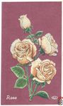Rosa