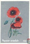 Papaver orientale